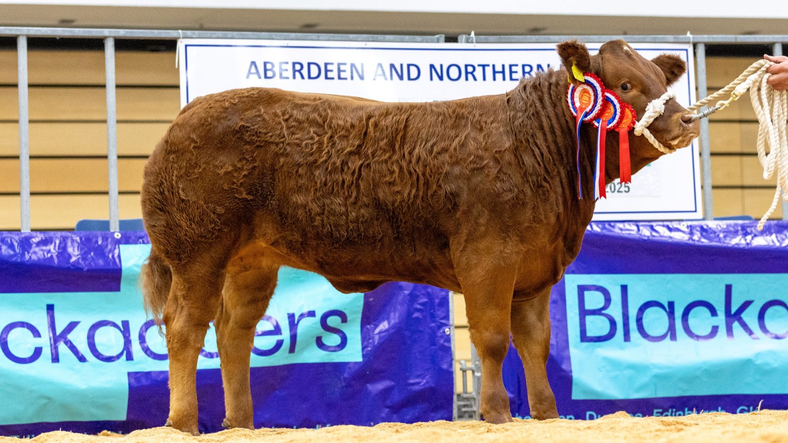 Overall Champion from Smallburn Farms. Photo credit to Melissa Irvine Photography.