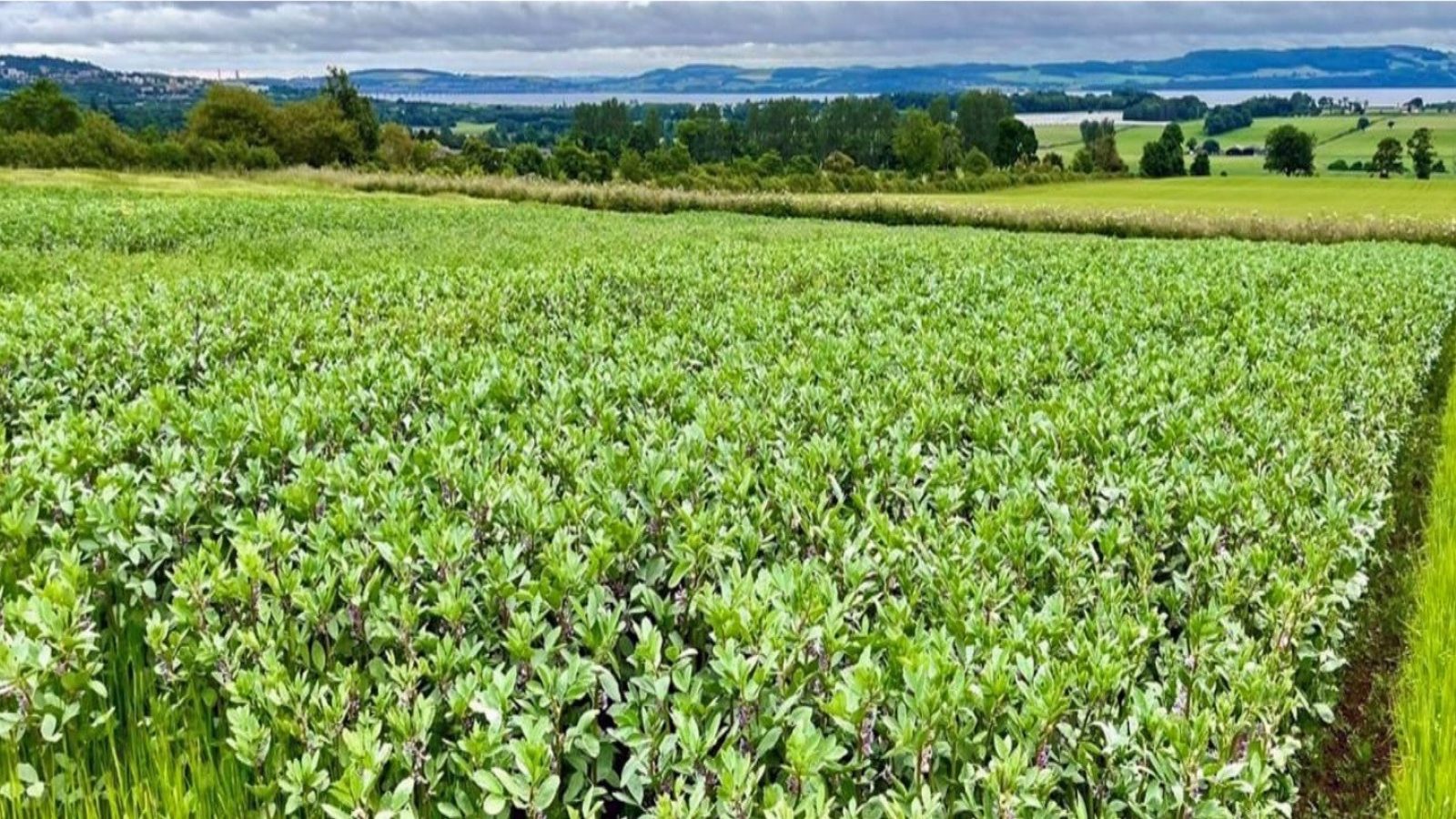 Faba beans growing at The James Hutton Institute