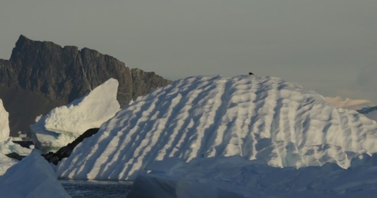 OpenGraph Image for Seaweed found at new depths around Antarctica