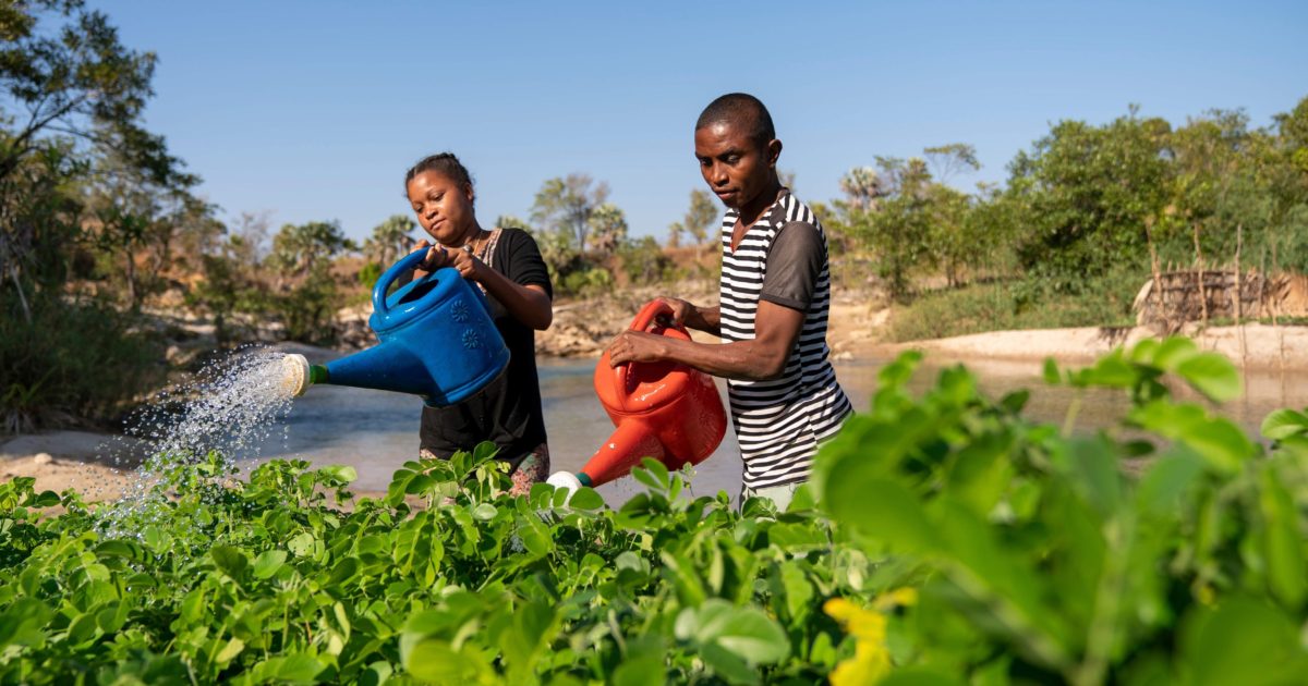 OpenGraph Image for Hardies offsets carbon generation with tree planting initiative