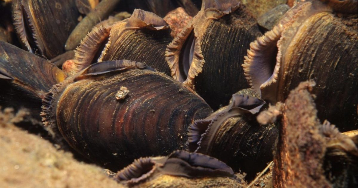 OpenGraph Image for Rare freshwater pearl mussels discovered in Scottish lochs