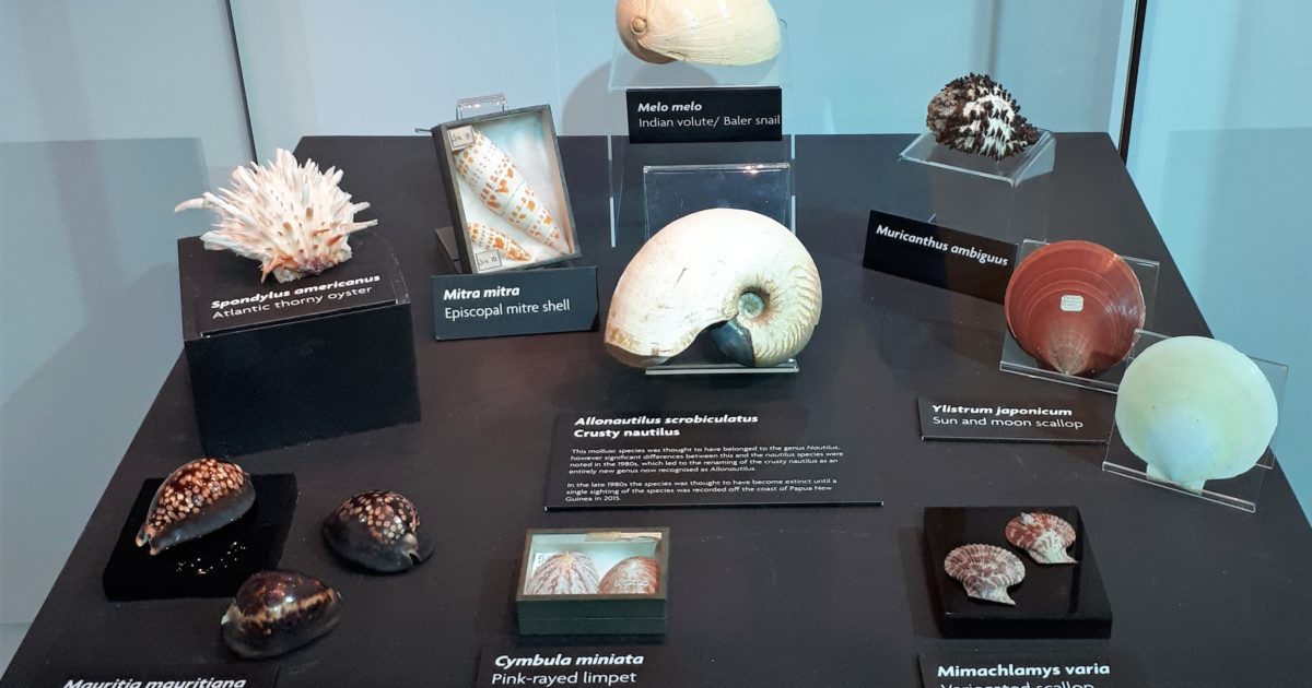 OpenGraph Image for ‘Marvellous Molluscs’ – project to improve access to Nationally Significant collection nears completion