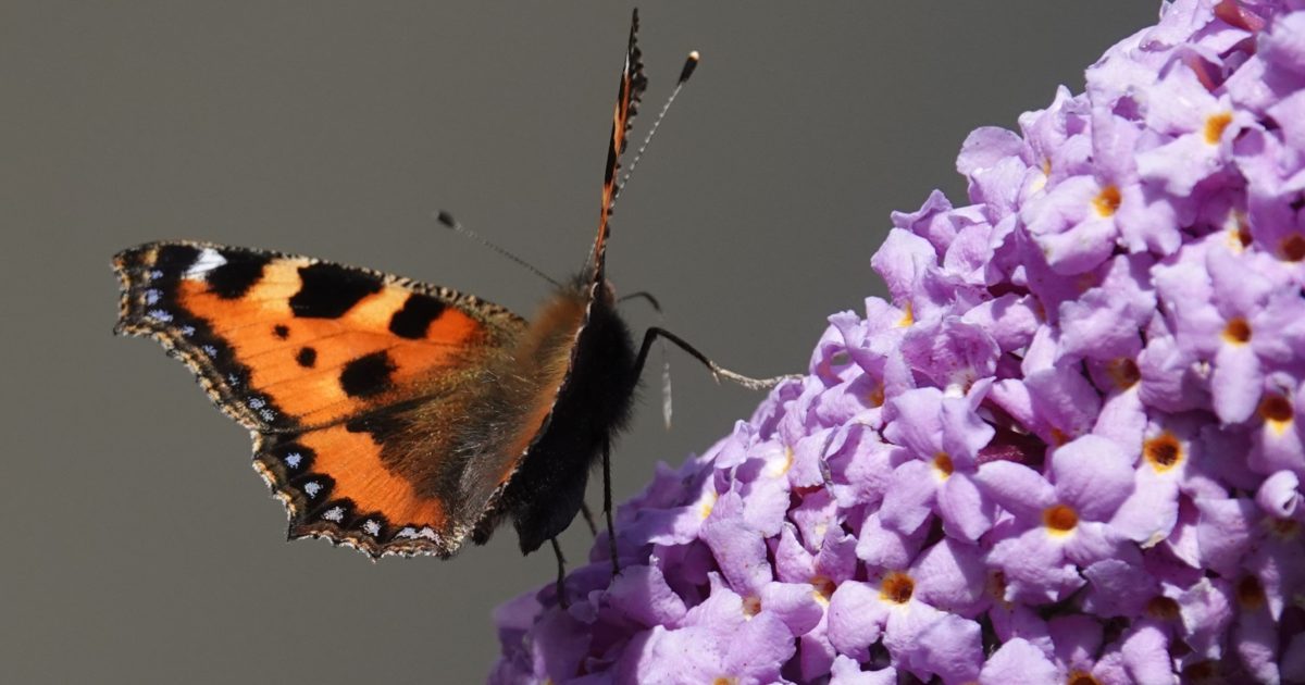 OpenGraph Image for Climate change is theme of Aberdeen plant events