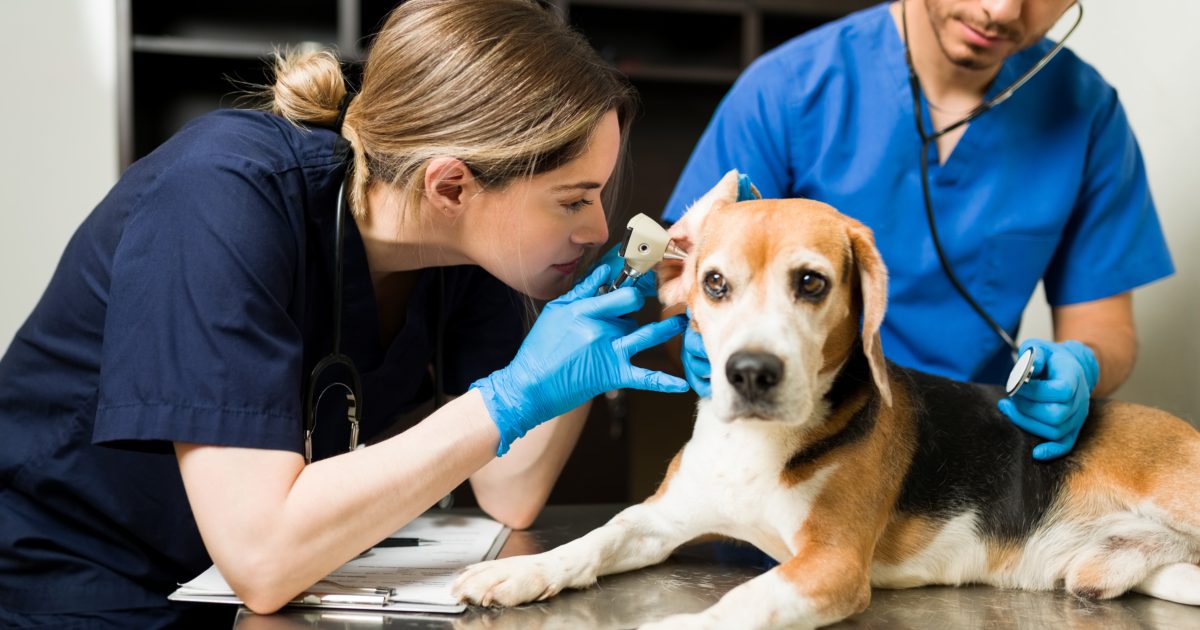OpenGraph Image for New research looks at the impact of incivility on veterinary staff