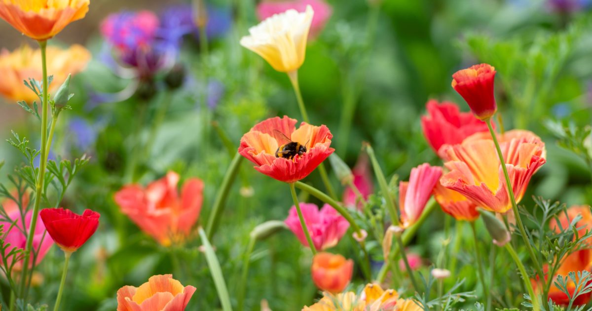 OpenGraph Image for Help discover wildlife species at two city parks