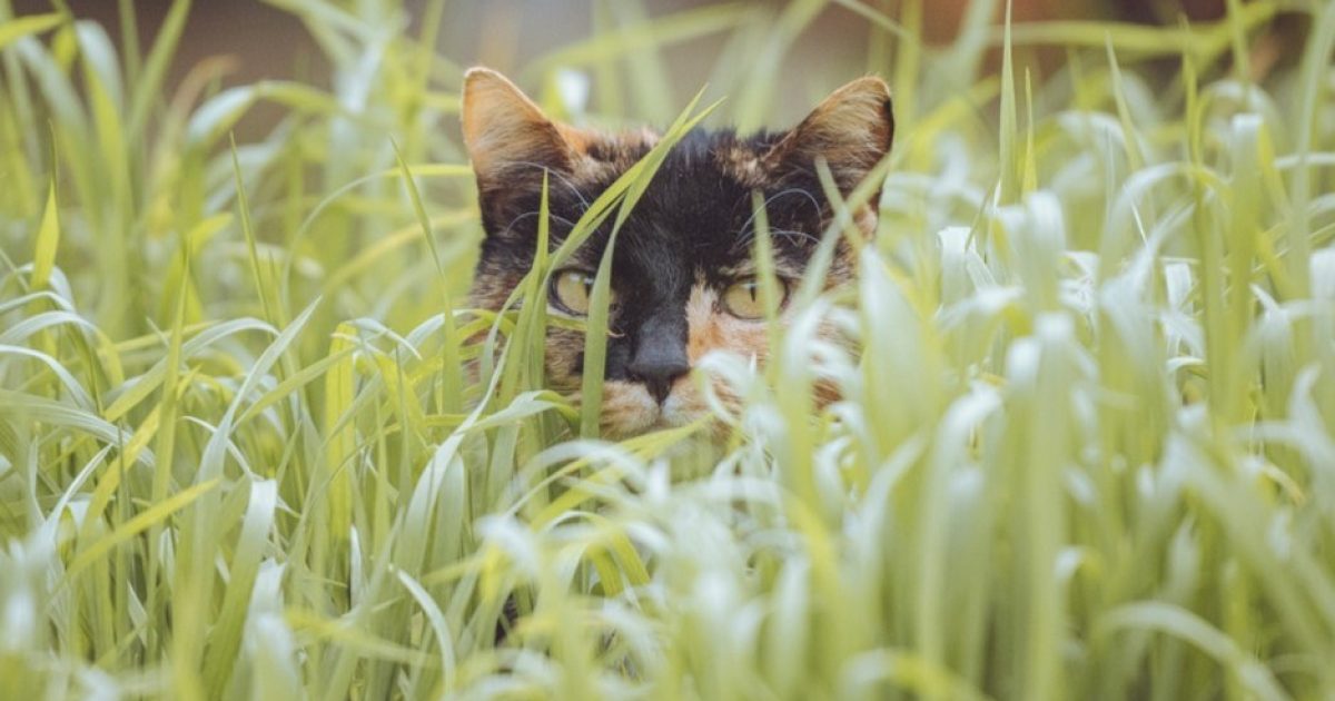 OpenGraph Image for Ministers are asked to consider ban on pet cats