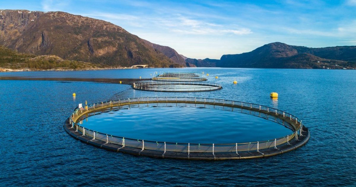 OpenGraph Image for Fish farm giant nets uninhabited west coast islands for new projects