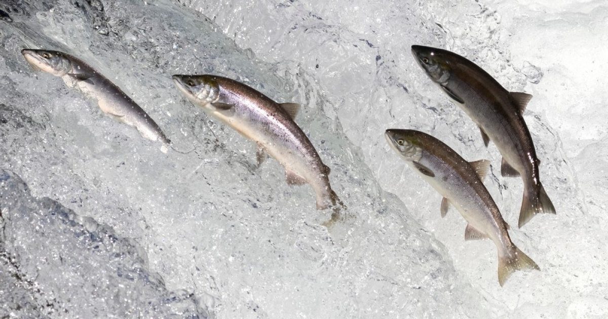 OpenGraph Image for Scottish salmon exports leap despite tariff tide