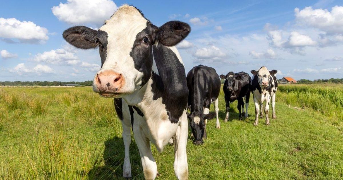 OpenGraph Image for Dairy farmers hit out at Reeves price cap plan