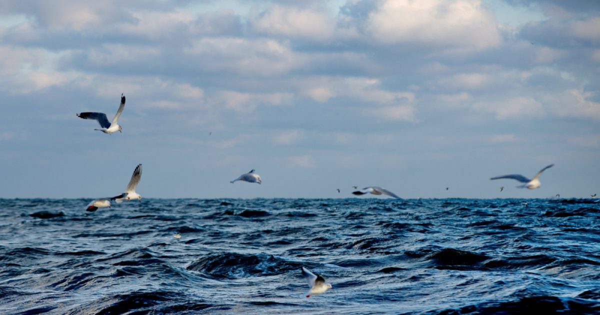 OpenGraph Image for Swimming against the tide: Viaro Energy’s bold bet on the North Sea