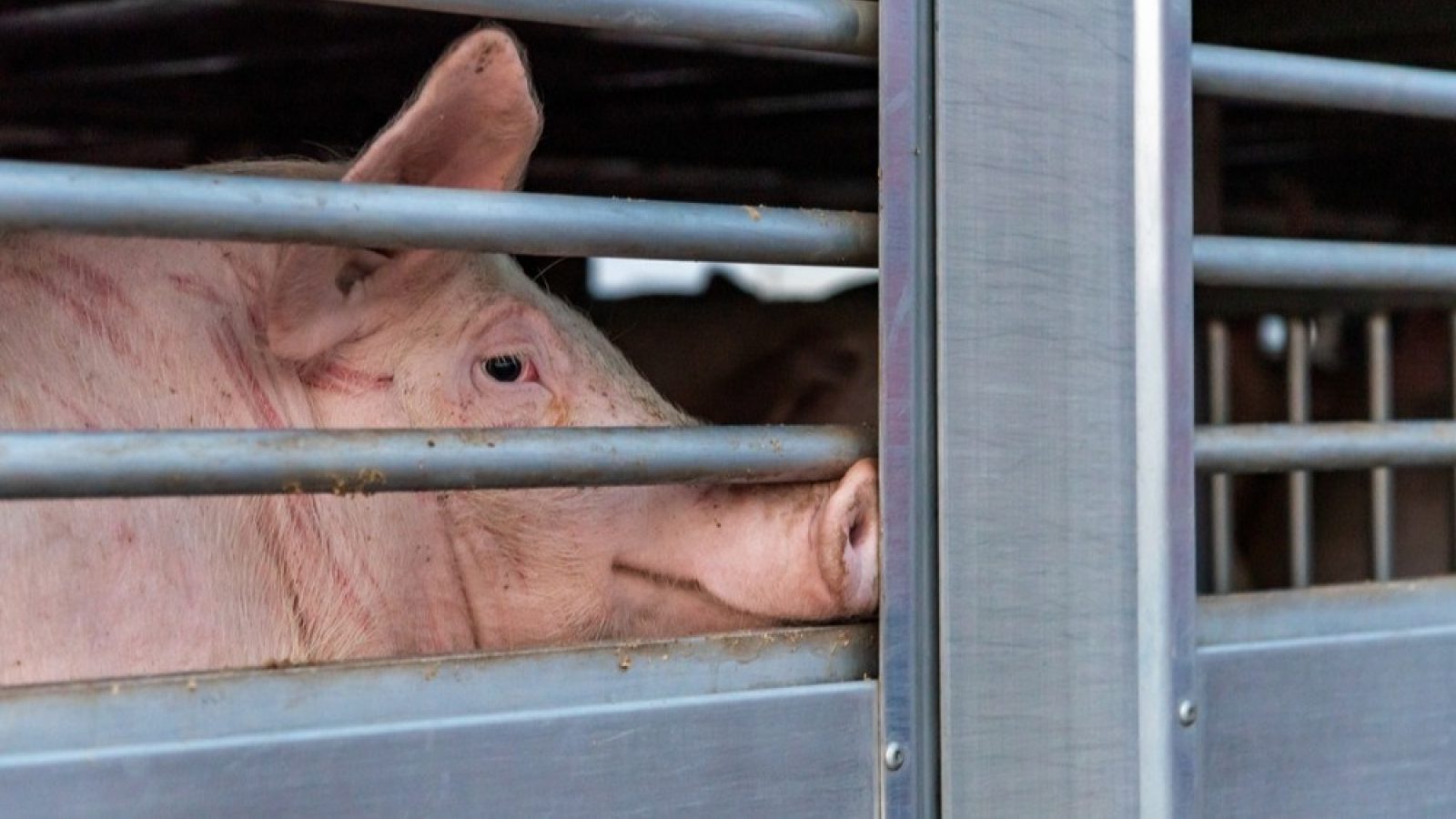 Pig farmers facing 'dire situation' as industry at 'breaking point'