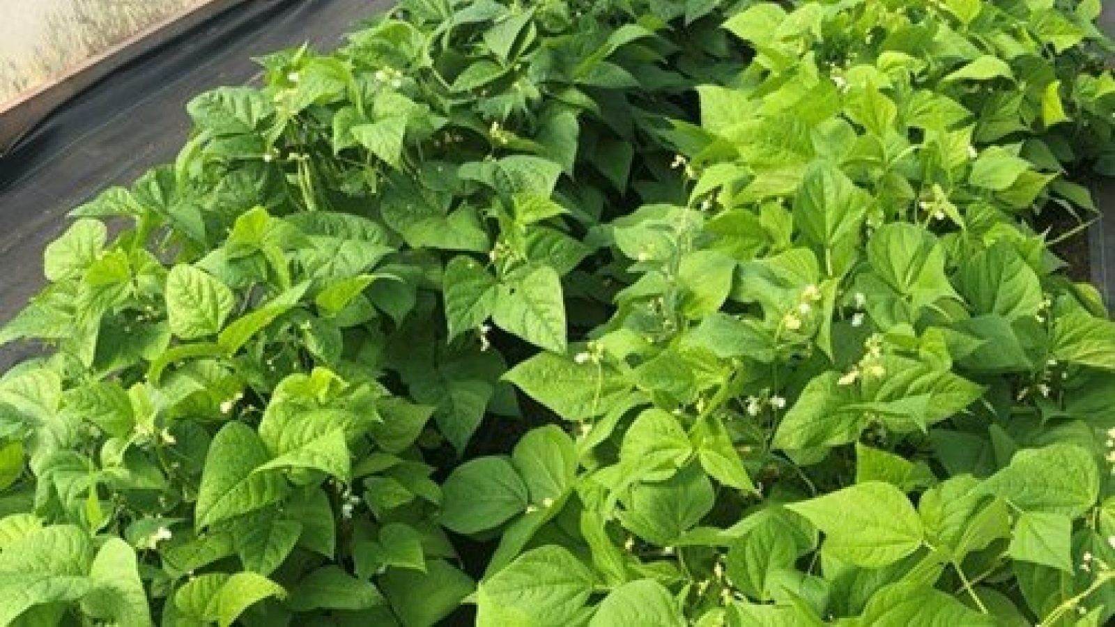 New crop network to help future-proof UK food systems