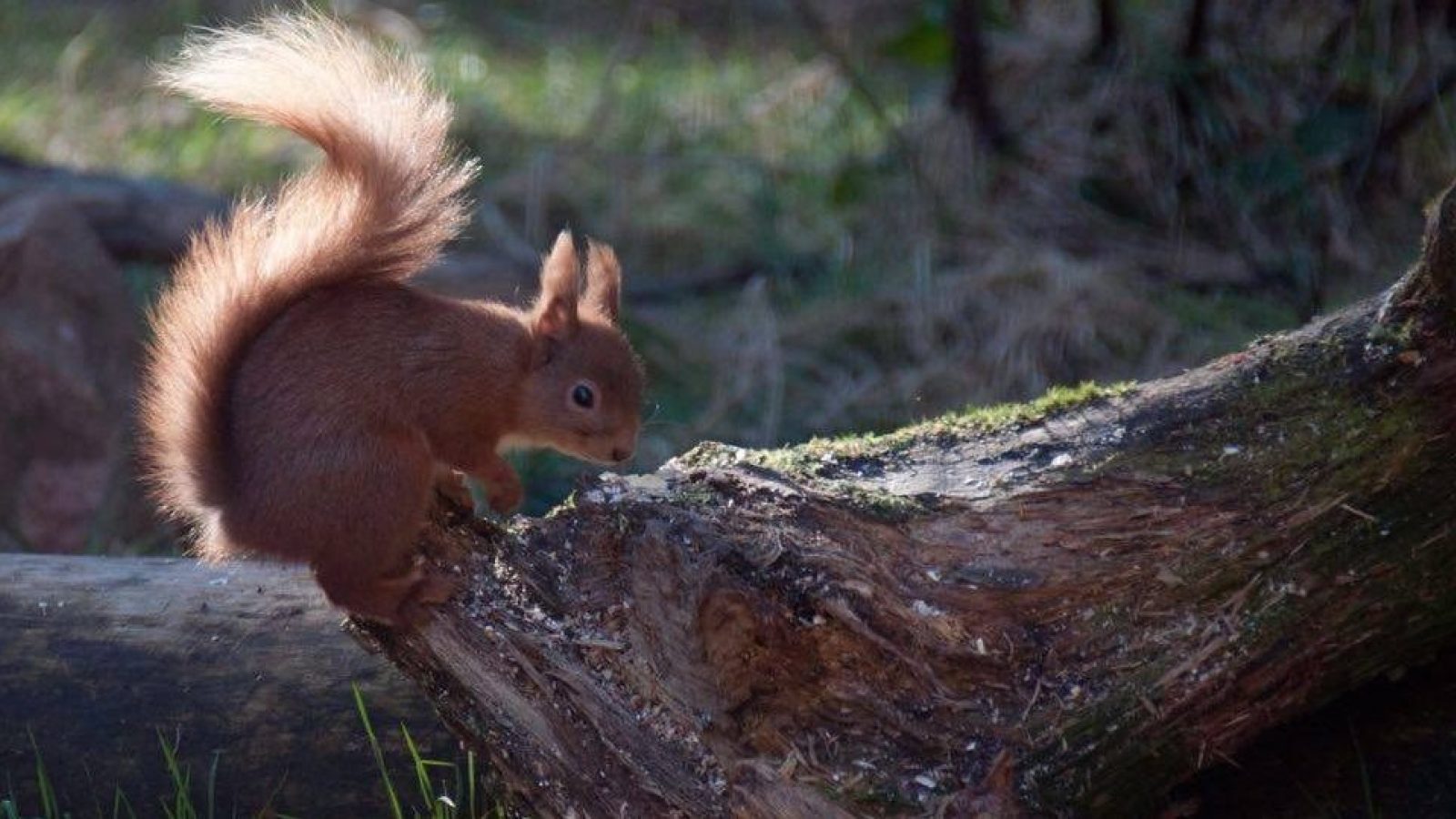 Review: Luxury peaceful forest cabins - just an hour from Aberdeen