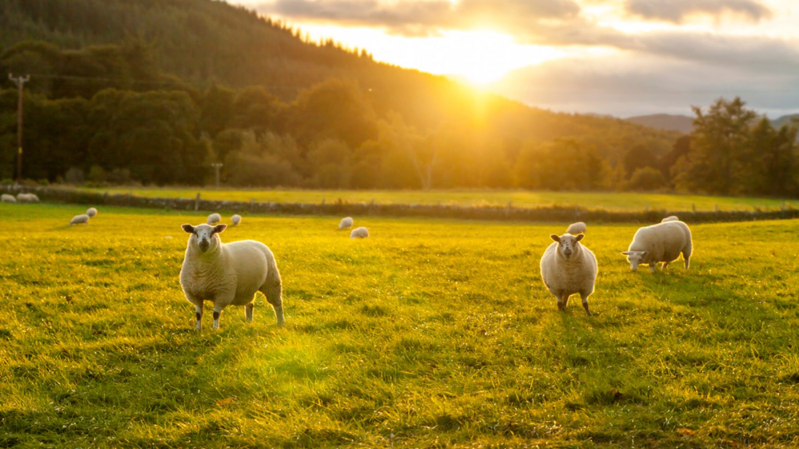 Record number of farms shut after IHT raid