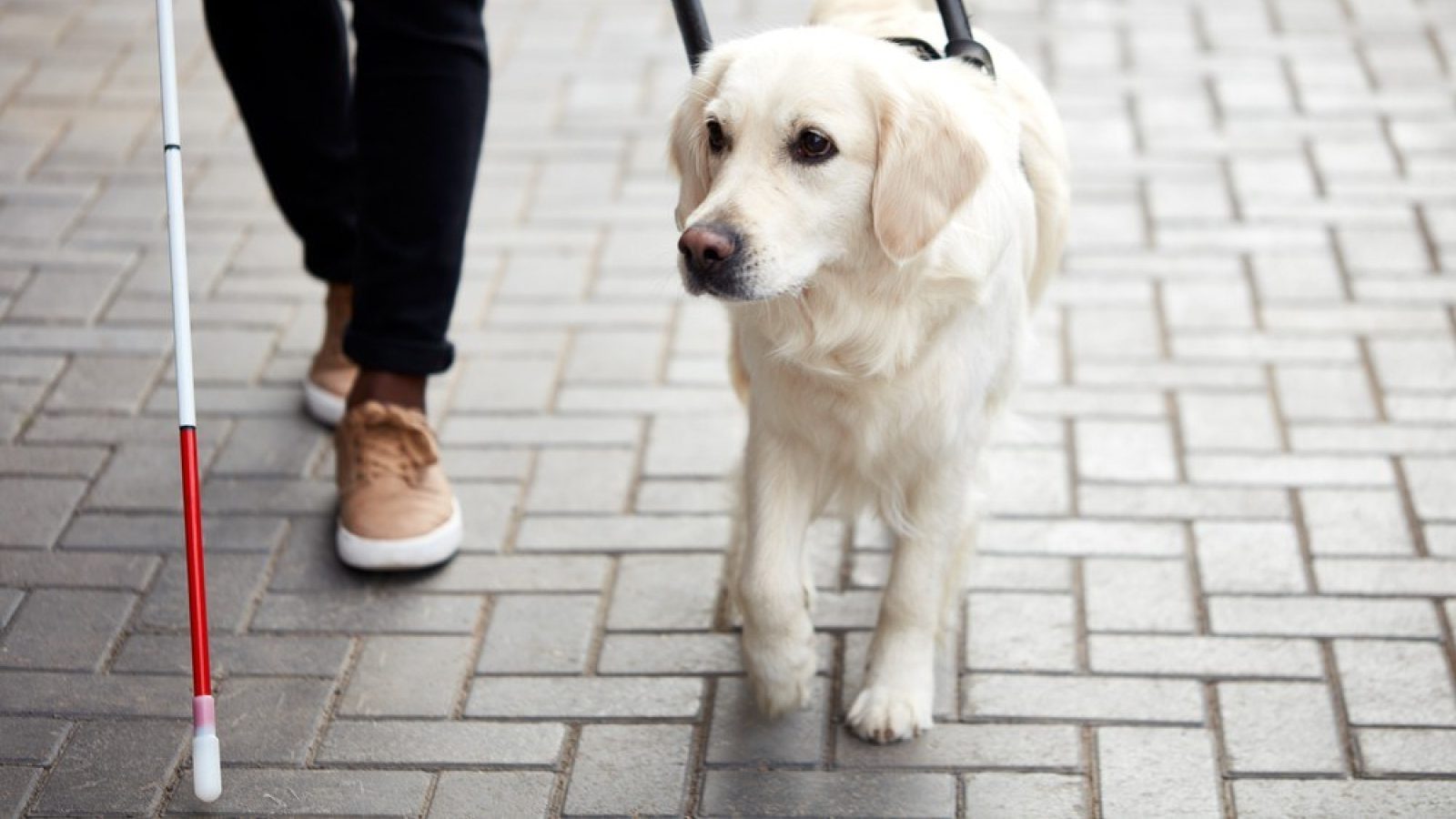 Wetherspoon doubles down on dog policy amid criticism