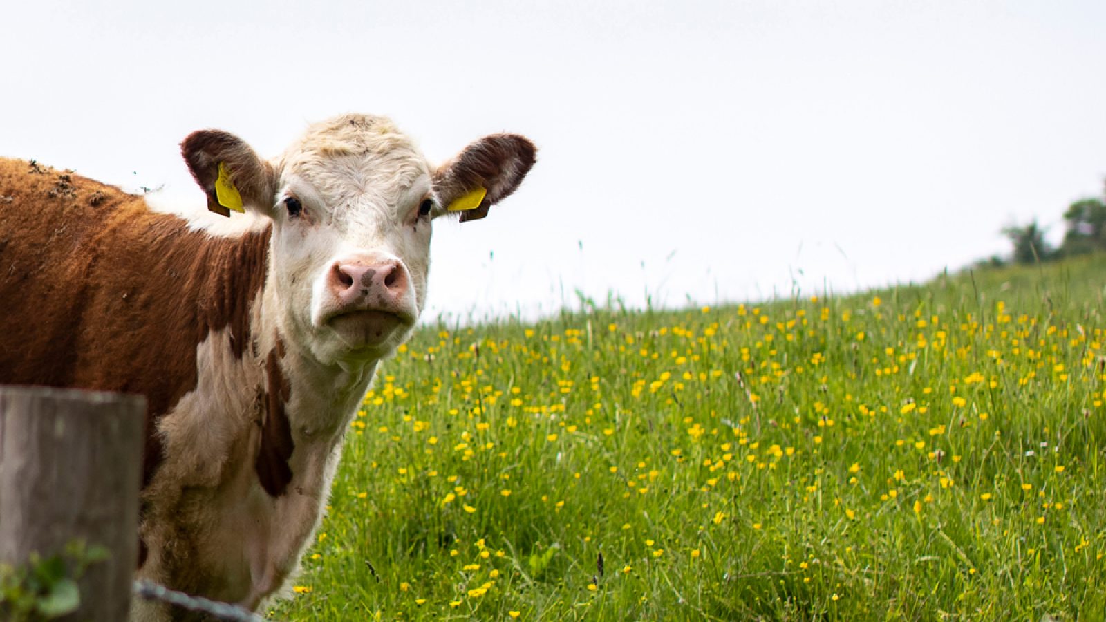M&S urges rethink on farm inheritance tax