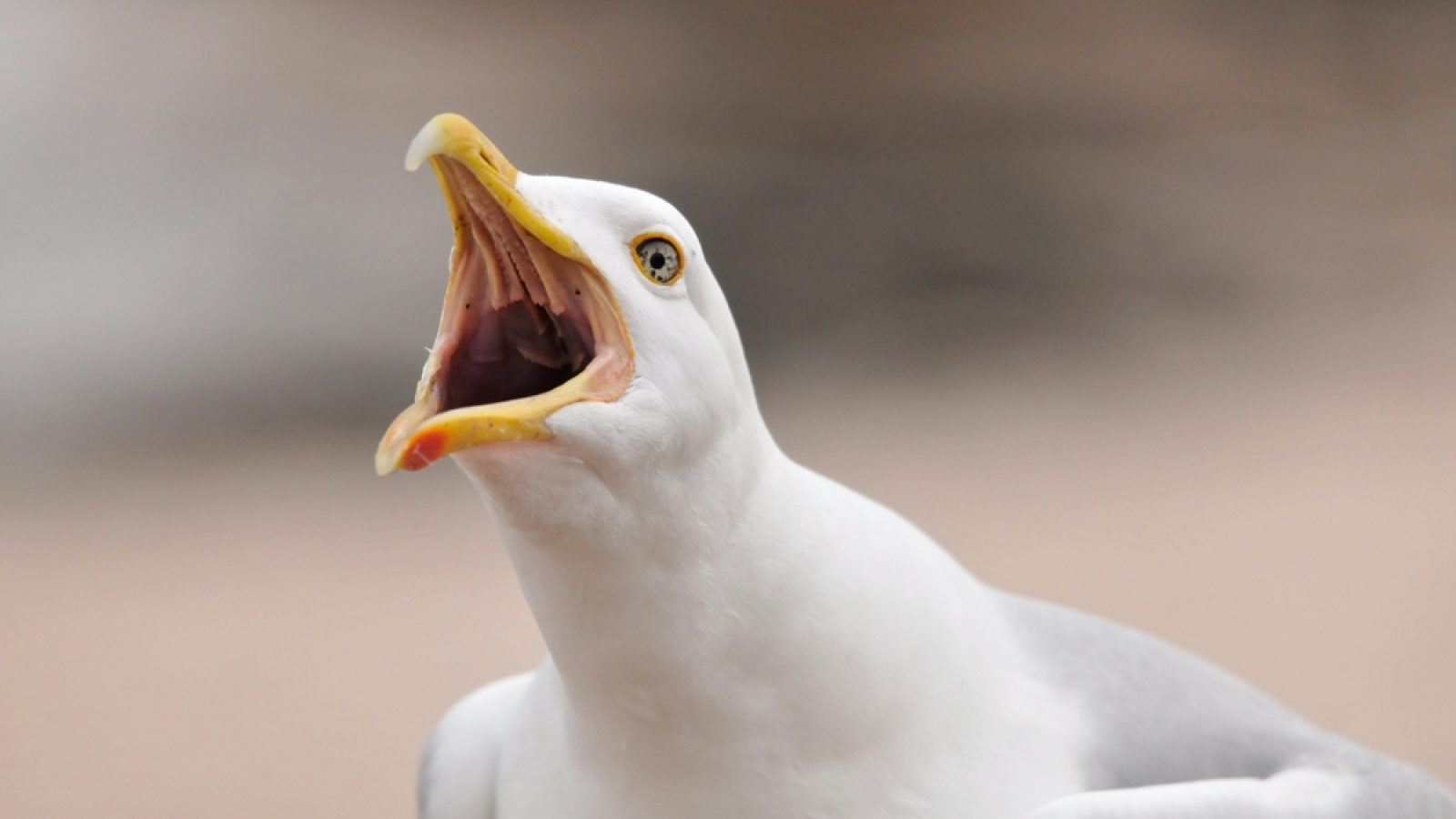 Seagull advice mocked at Holyrood as ministers promise action