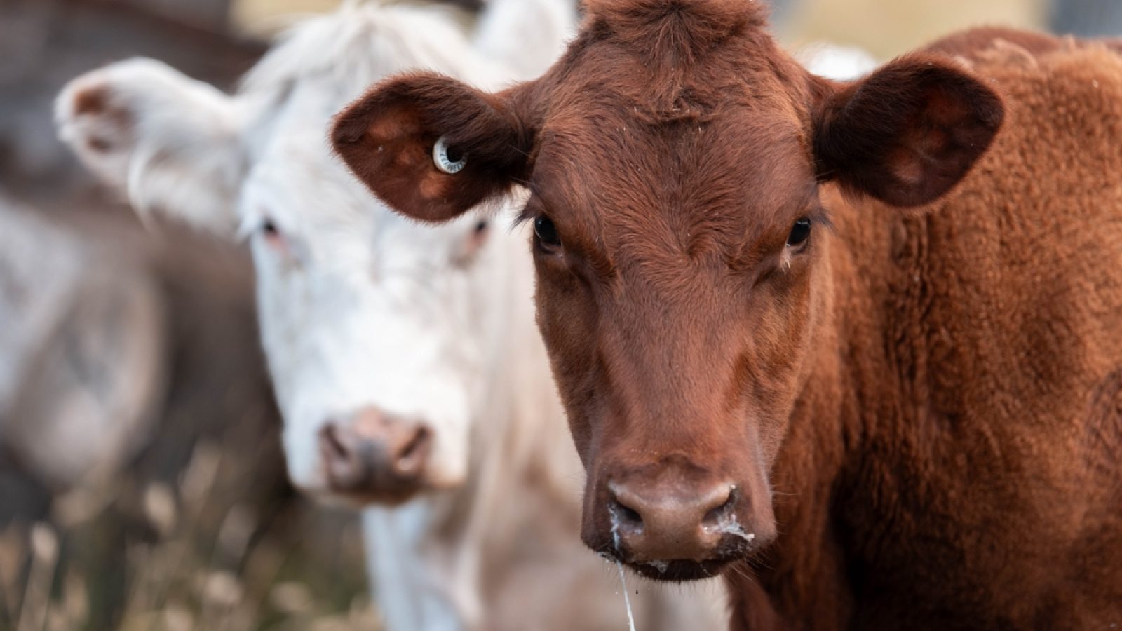 Mad cow disease case confirmed on Scottish farm