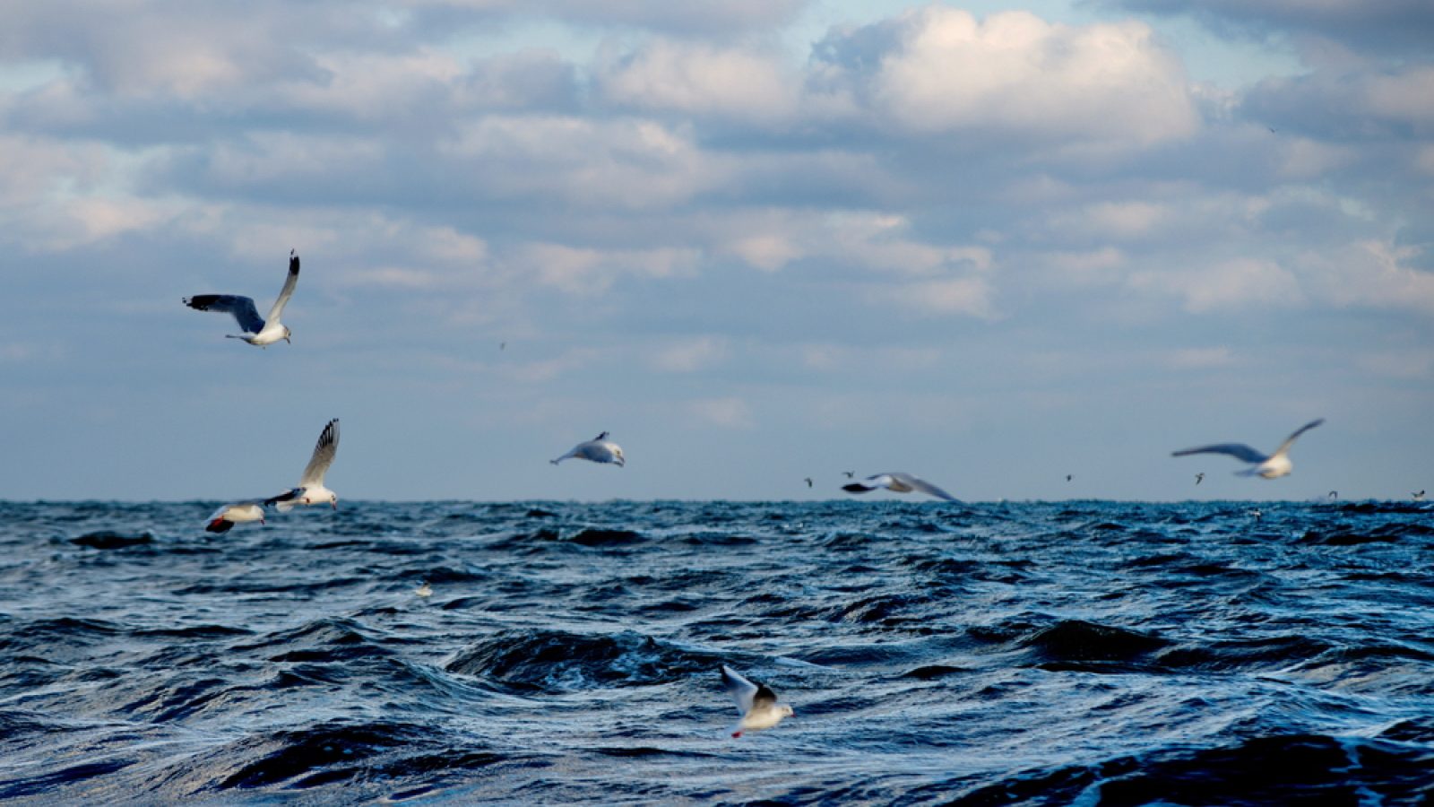Swimming against the tide: Viaro Energy’s bold bet on the North Sea