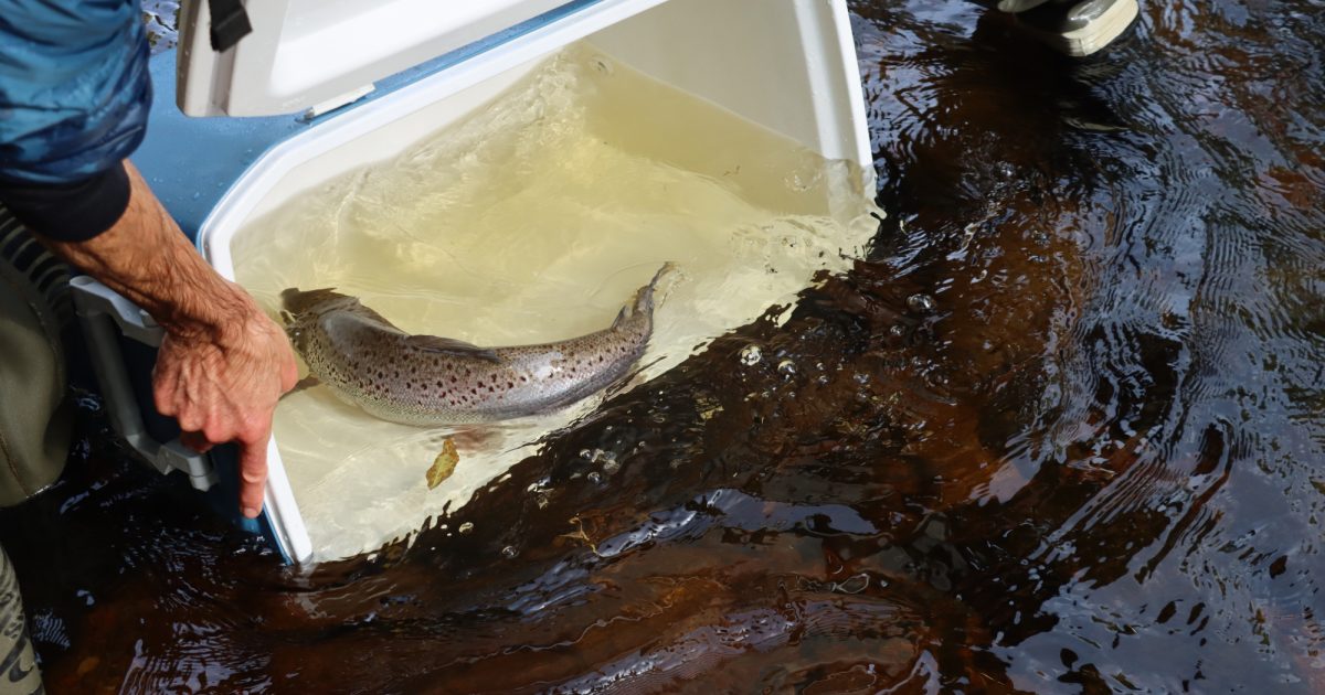 OpenGraph Image for Milestone reached for conservation charity the River Dee Trust