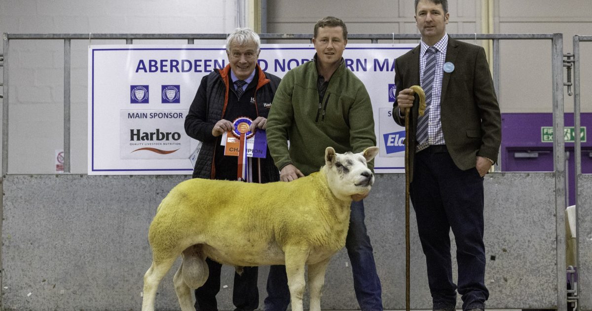 OpenGraph Image for Line-up announced ahead of annual Pedigree Ram show and sale at Thainstone