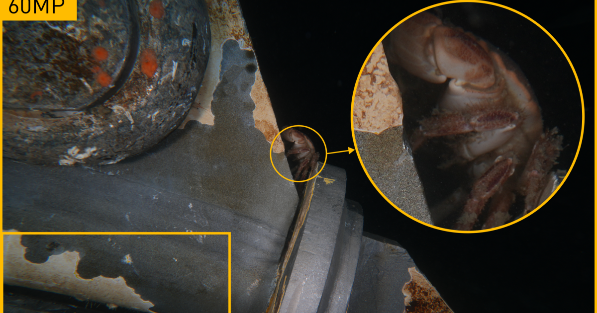 OpenGraph Image for Viewport 3 leads step change in subsea imaging with 'zero compromise' zeco 60mp camera