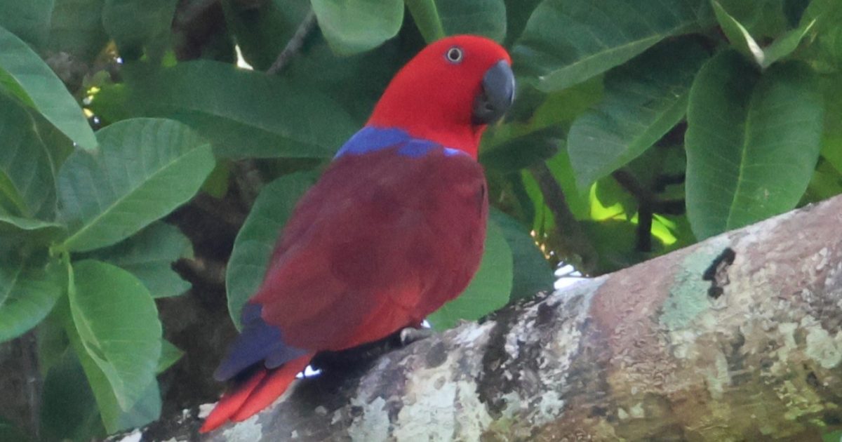 OpenGraph Image for Groundbreaking study revises the origins of biodiversity