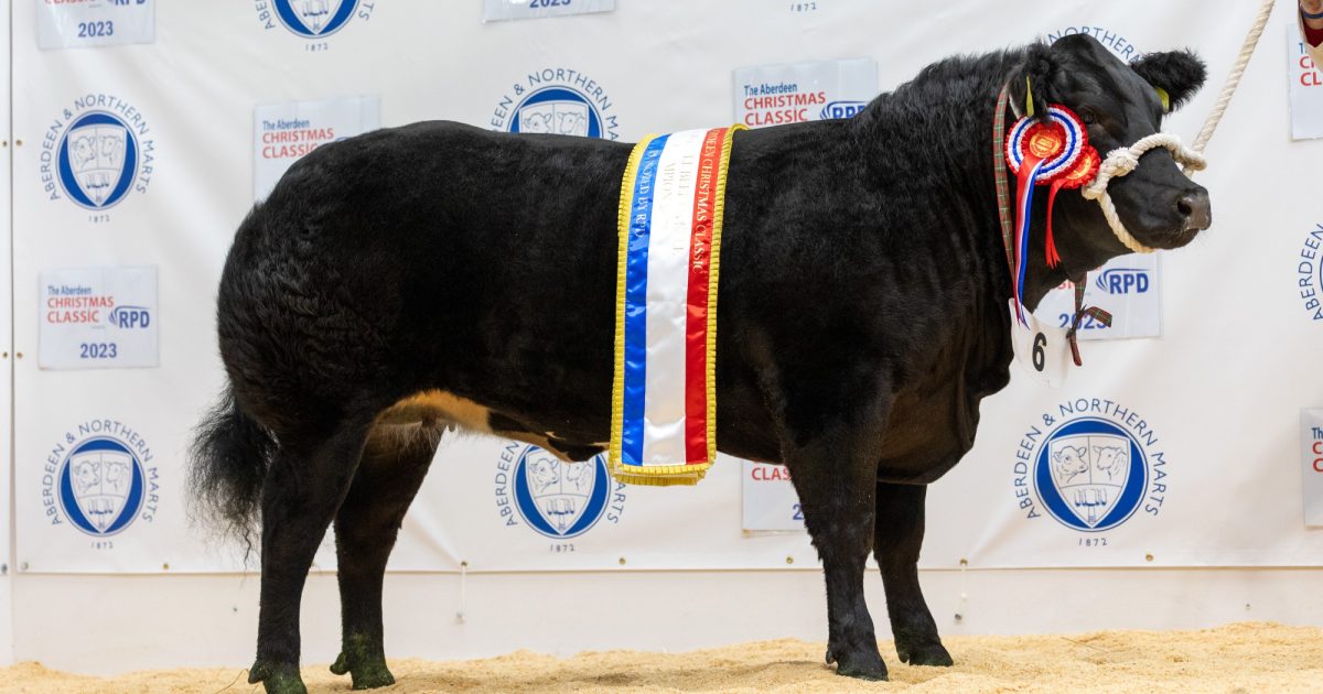 OpenGraph Image for Aberdeen Christmas Classic draws 430 entries for 2024 event