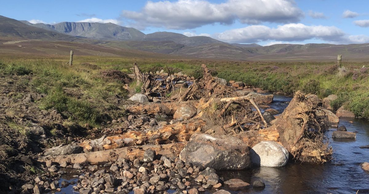 OpenGraph Image for Conservation measures to save Atlantic salmon in Scottish rivers ‘could do more harm than good’