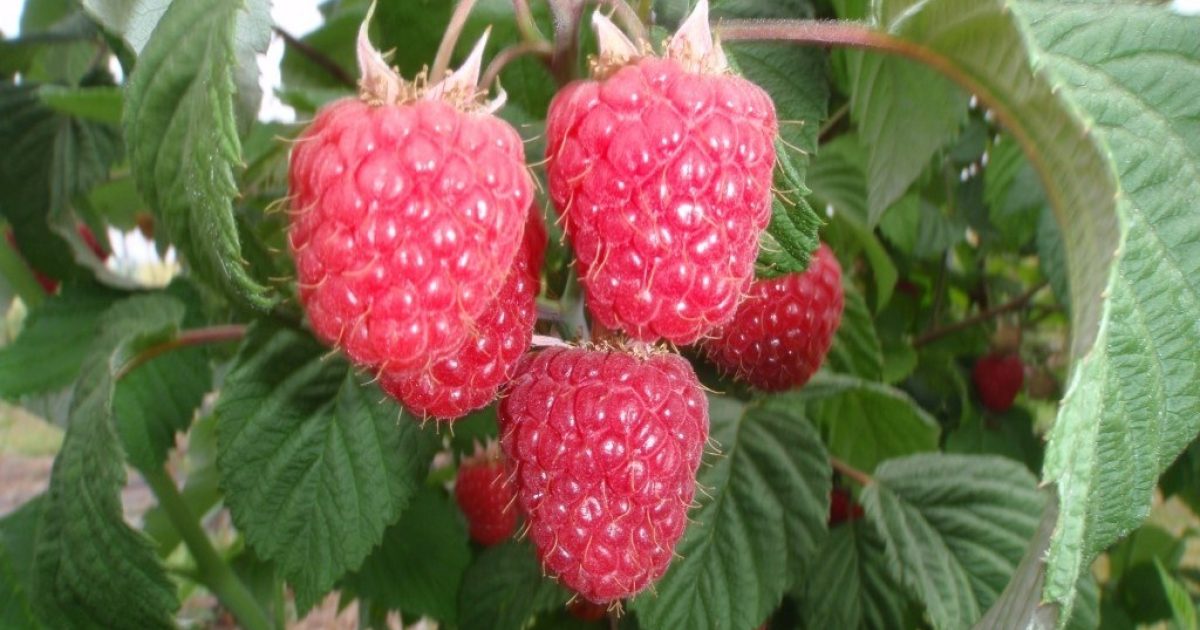 OpenGraph Image for Hutton leads new consortium to secure future of Scottish raspberry breeding industry