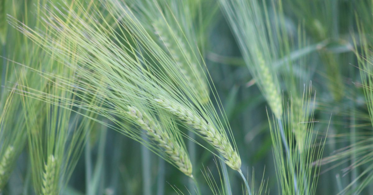 OpenGraph Image for New study shows there are many ways to build a barley plant