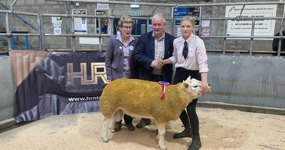 OpenGraph Image for Centre records smashed and a top price of £8,000 achieved at Caithness Ram Sales