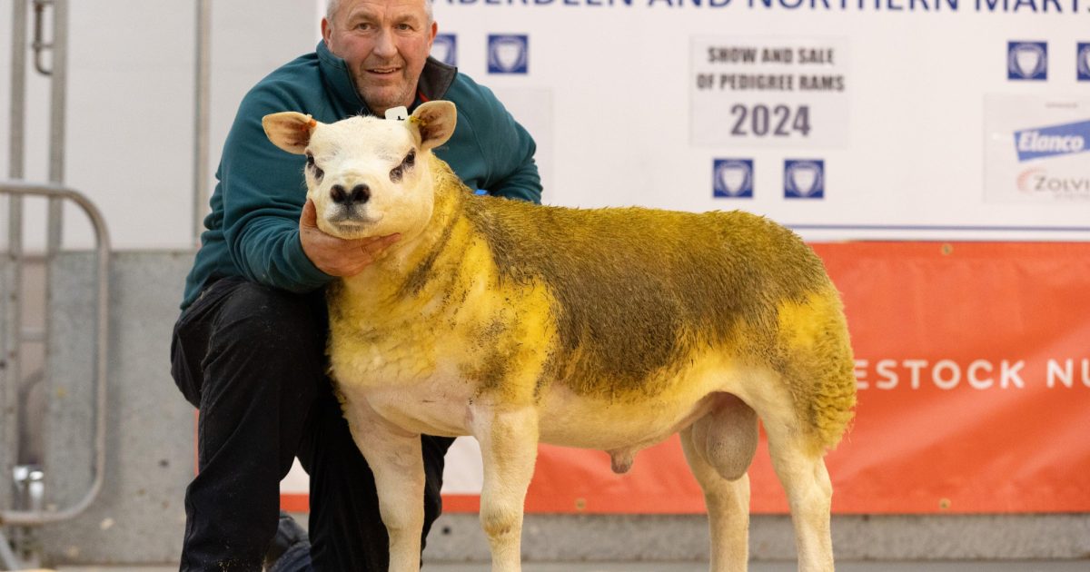 OpenGraph Image for Texels lead Thainstone Rams with top price of 4,800gns
