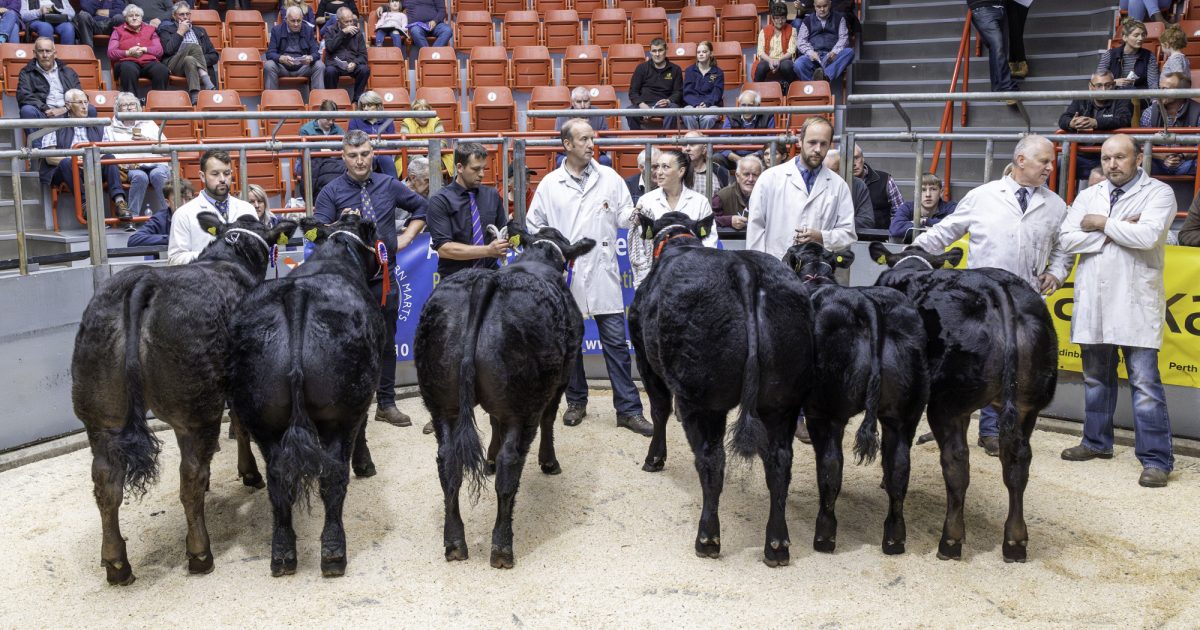 OpenGraph Image for Aberdeen's Northern Marts gear up for Thainstone Spectacular and busy back-end sale season