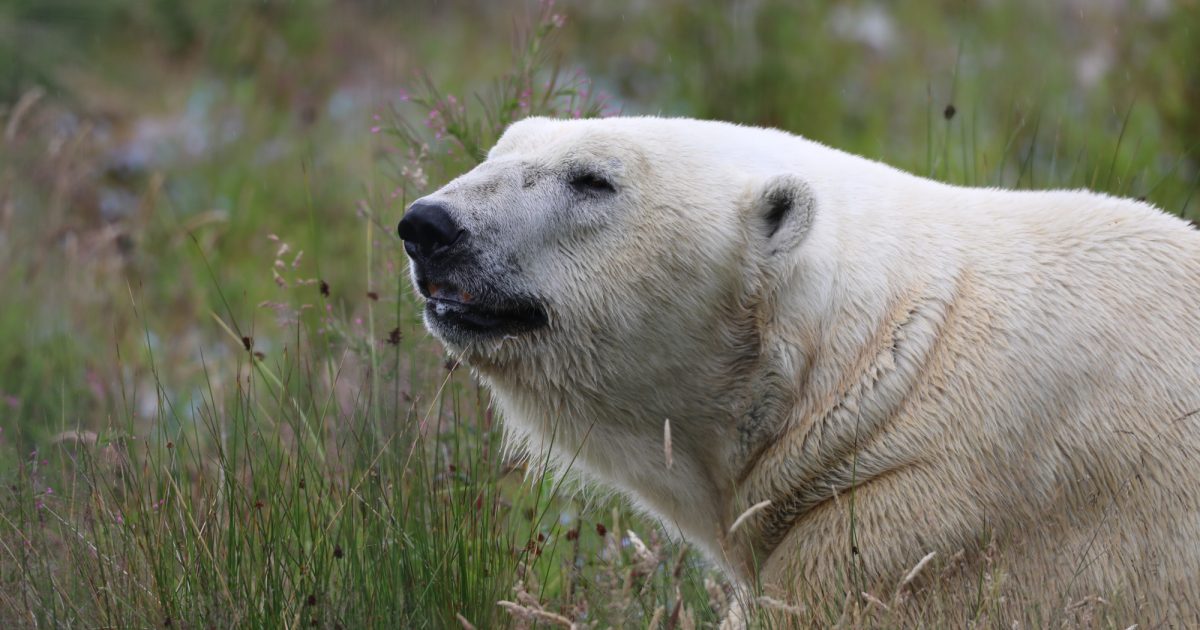 OpenGraph Image for Fishy fossil find points to possible polar bear ancestry for Scottish bears