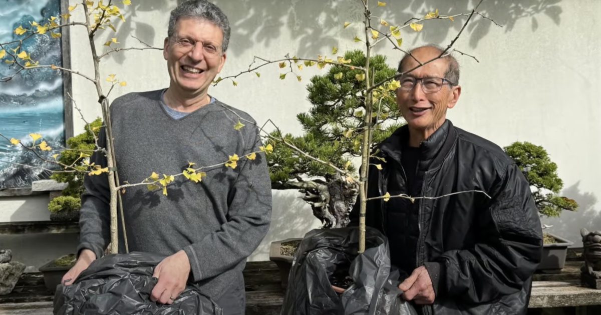 OpenGraph Image for Hiroshima saplings from Aberdeen to be grown by world-leading bonsai specialists