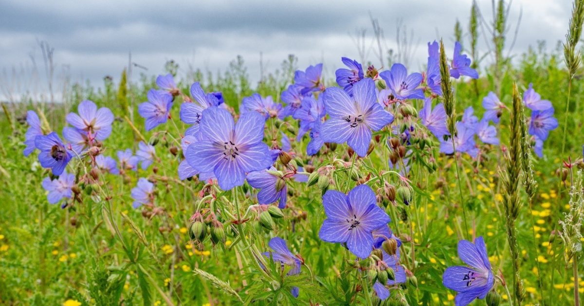 OpenGraph Image for NESBiP to brighten up North-east this summer with wildflower workshops