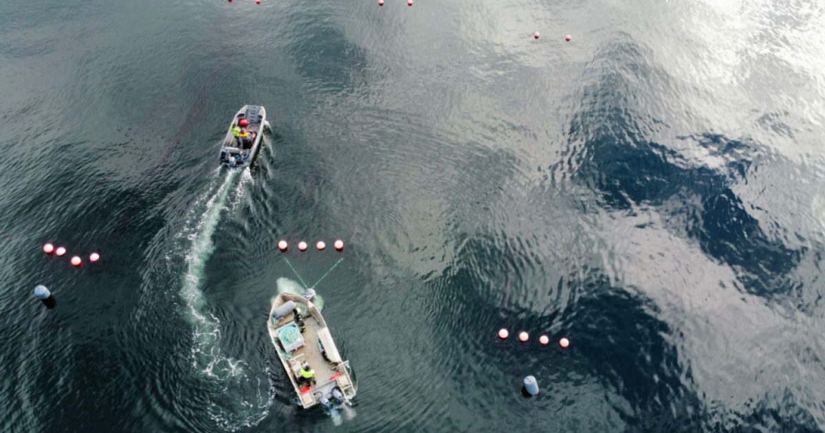 OpenGraph Image for New project considers the role of seaweed to improve crop fertiliser use