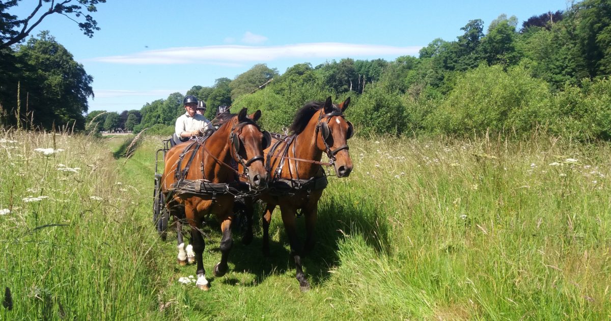 OpenGraph Image for Equestrian centre reins in new business following Business Gateway support