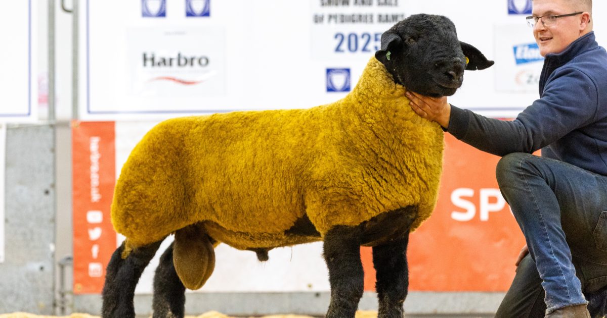 OpenGraph Image for Record averages achieved at Thainstone pedigree rams