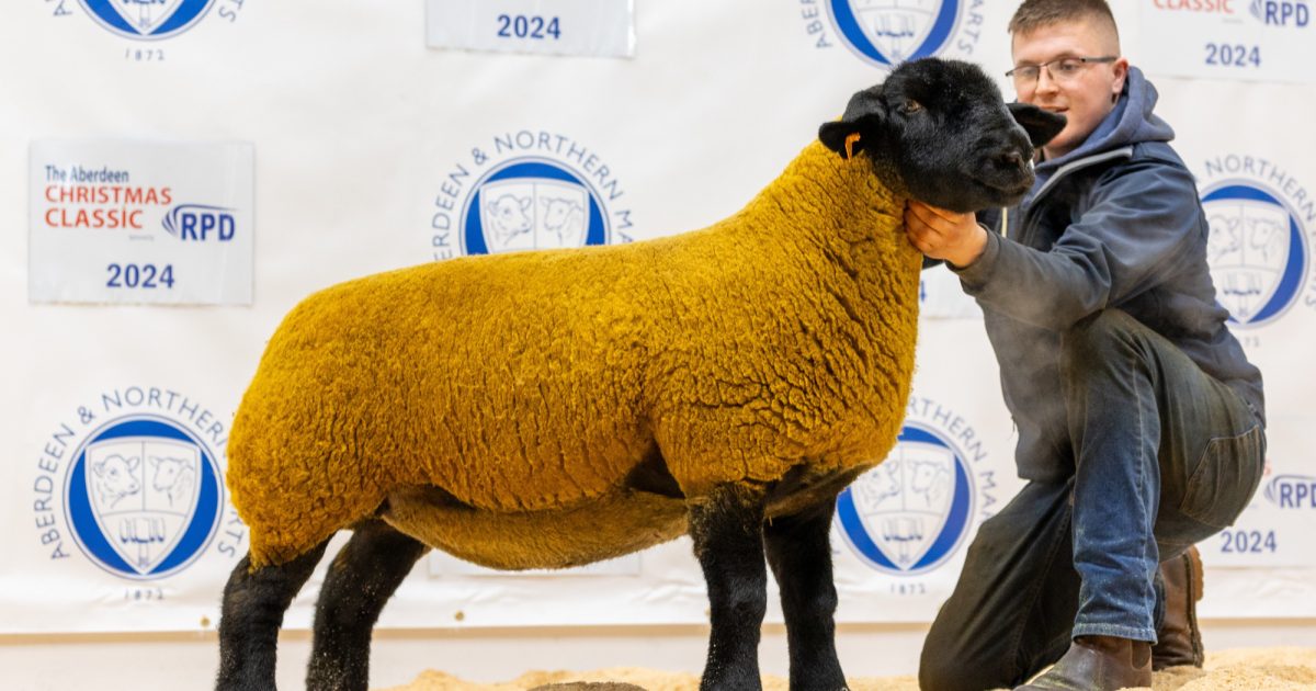 OpenGraph Image for Birness tops Pedigree Female Sheep at Aberdeen Christmas Classic