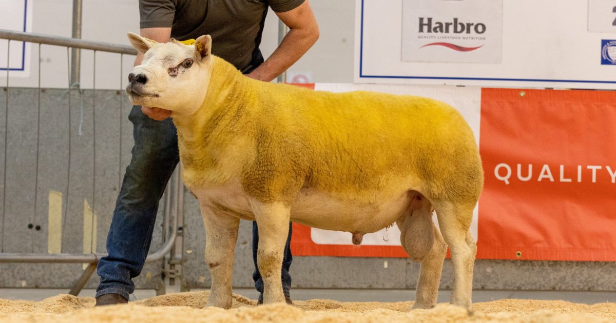 OpenGraph Image for Strong entry announced ahead of annual Pedigree Ram Show and Sale at Thainstone