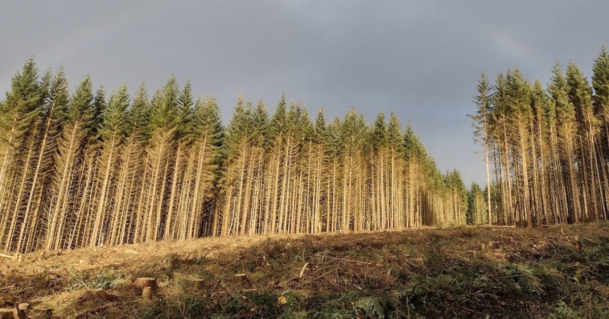OpenGraph Image for Diversification of UK’s Sitka spruce forests would provide biodiversity benefits, new paper shows