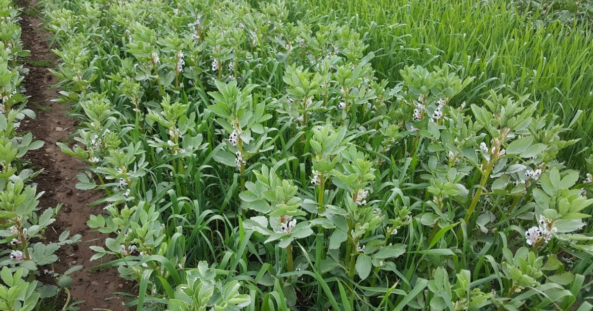 OpenGraph Image for JOIN the legumES Project to unlock the benefits of legumes