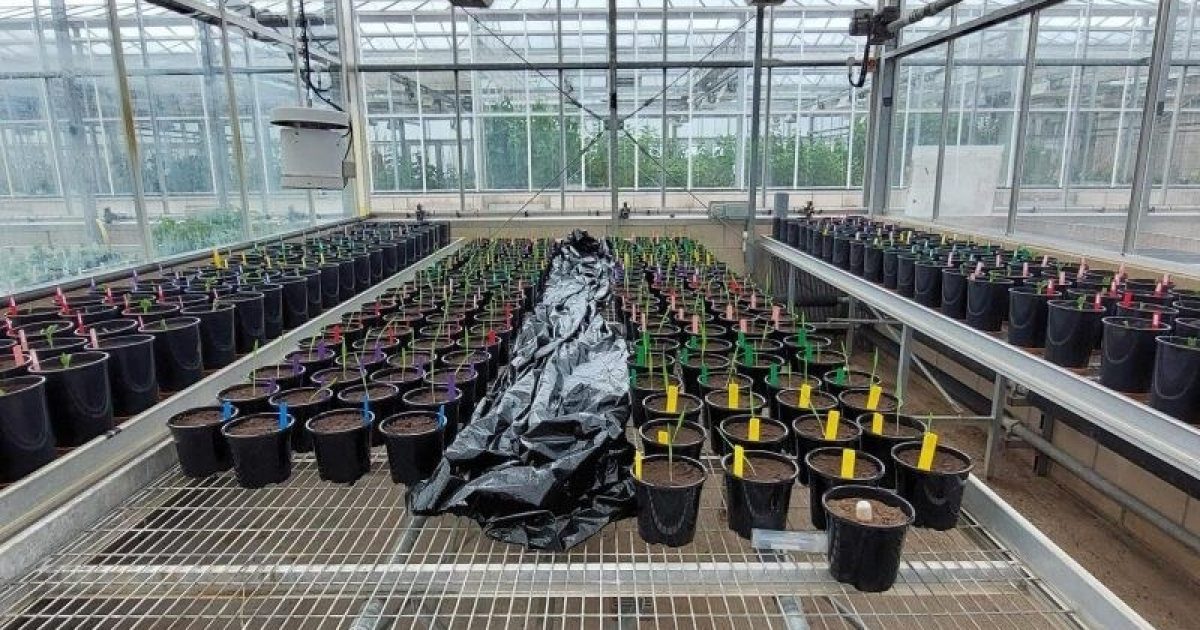 OpenGraph Image for Innovative kelp extracts boost barley yield in nutrient efficiency trials