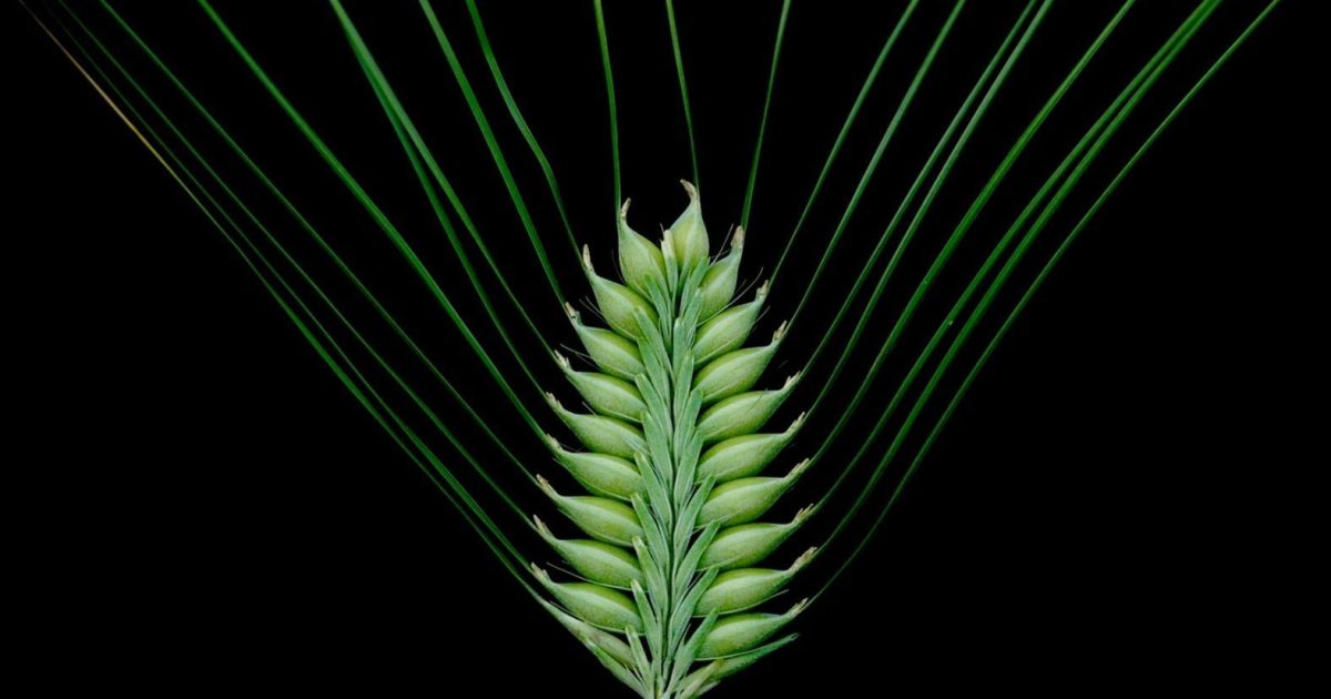 OpenGraph Image for UK schools to explore DNA with new barley genetics project