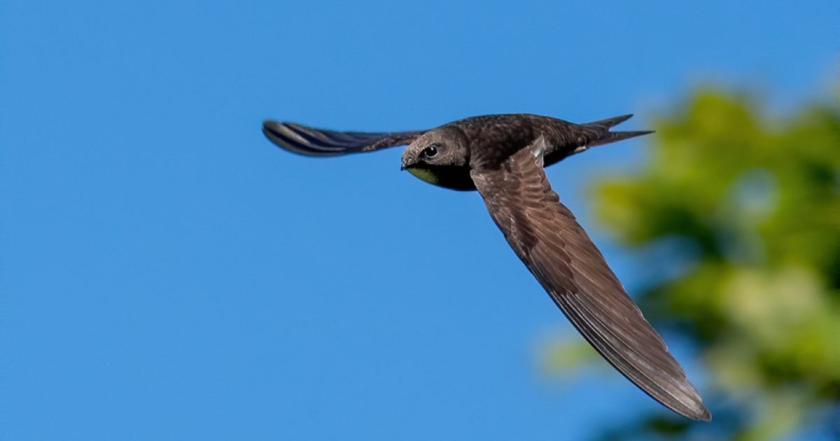 OpenGraph Image for NESBiP announce new ‘Big 5’ species to target for conservation in the North-east