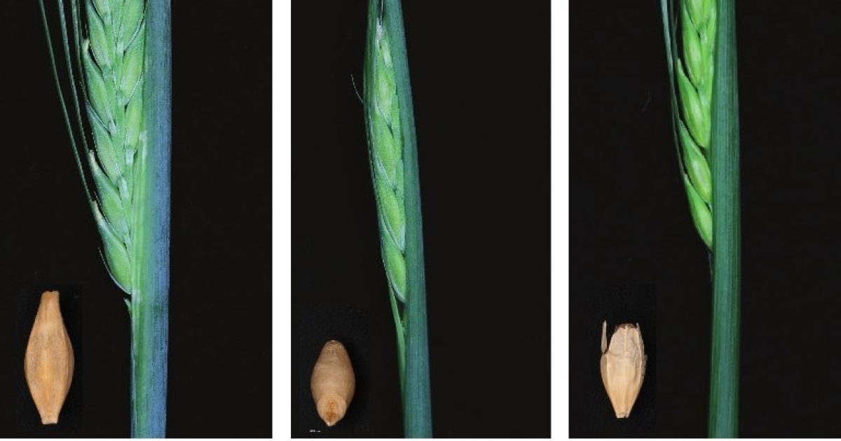 OpenGraph Image for Research from The James Hutton Institute and The University of Dundee reveals how barley protects itself