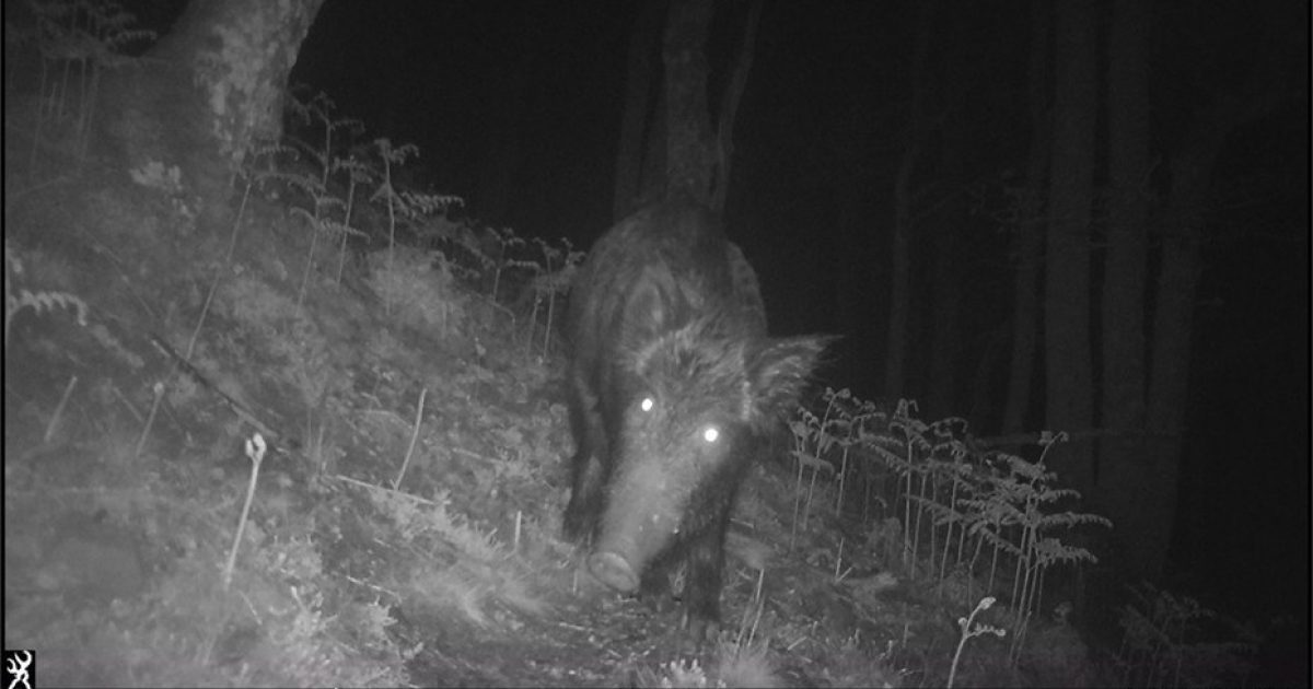 OpenGraph Image for Scottish wild boar numbers to rise signifcantly over the next 50 years, new model predicts