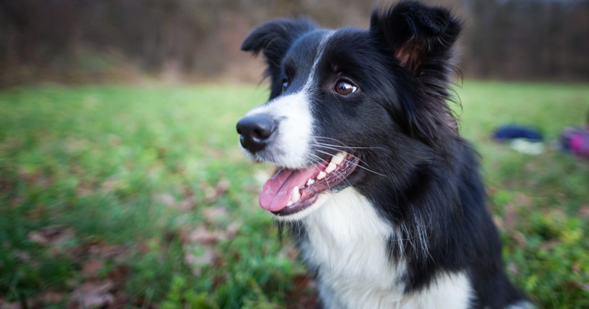 OpenGraph Image for ‘Walkies for Wellbeing’ - new Aberdeen dog-walking event set to support minds and canines